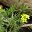Draba grayana